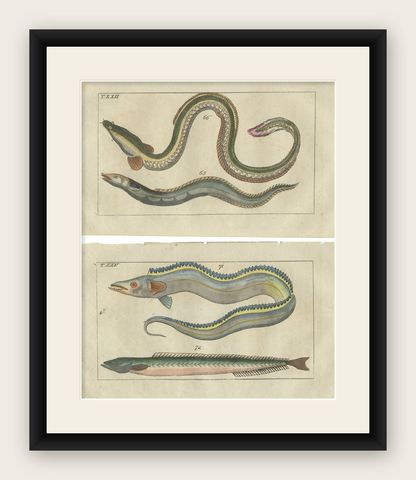 Set of 2 Antique Fish Prints - Conger Eel - Pacific Cutlassfish - Sand Eel, 1832, shown framed