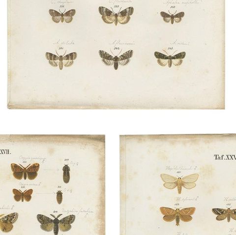 Set of 5 Antique Prints of Various Butterflies and Moths by Ramann, circa 1870, close-up 2