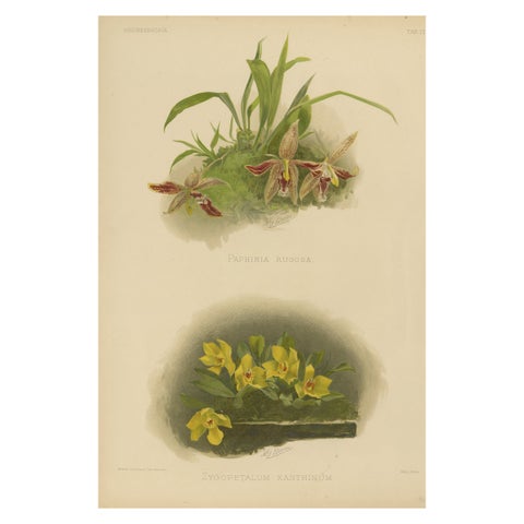 Victorian Botanical Orchid Print, Two Exotic Varieties, c.1888