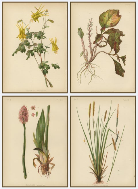 Native US Flora - Four Original Botanical Chromolithograps, 1879, view 6