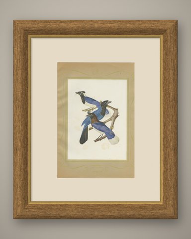 Jays, Brazilian Bird Print, Descourtilz, 1944, shown framed