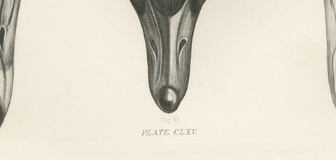 Heads of the Wild Geese, Antique Bird Print after Lilian Medland, circa 1909, close-up 1