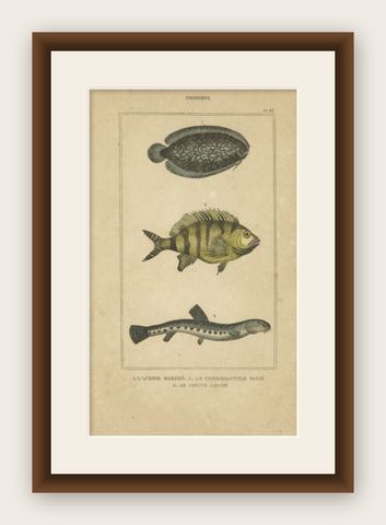 Antique Print of the Tonguefish and Other Fish Species, 1844, shown framed