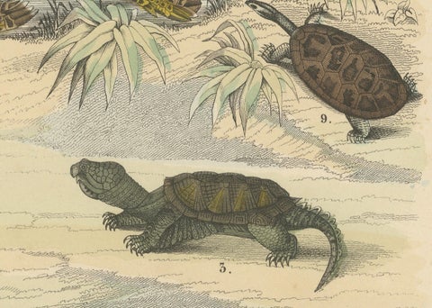Turtles & Tortoises Print: Sea Turtle, Snapping Turtle, Terrapin, Antique 1867, close-up 1