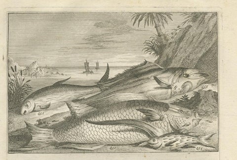 Untitled Antique Print of Fish Species No. 451, Indonesia, 1726, view 3
