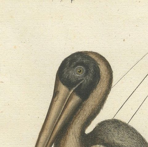 Antique Hand-Colored Engraving of the American Pelican, 19th Century, close-up 6