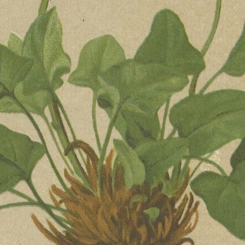 Antique Botany Print of The Rumex Nivalis by Palla, 1897, close-up 2