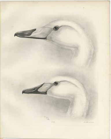 Heads of the Whooper Swan and Bewick's Swan after Lilian Medland, c. 1909, view 2