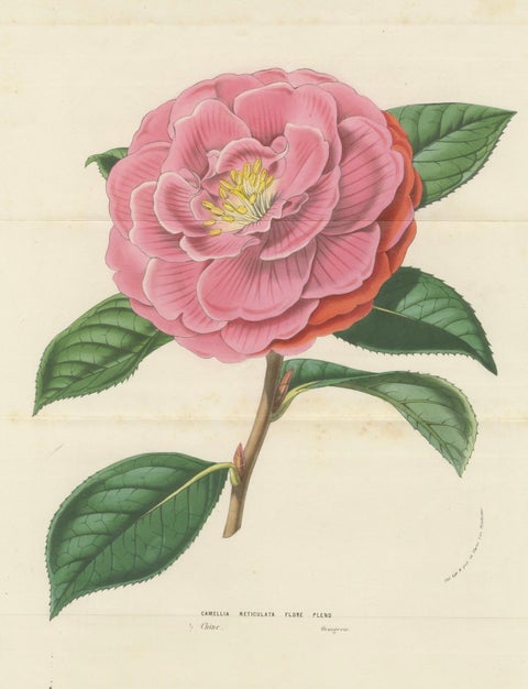 Double Flowering Camellia: Hand-Colored Lithograph from Louis van Houtte, 1855, close-up 3