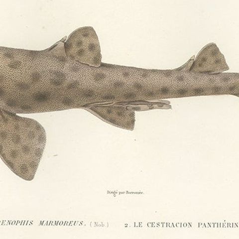 Vintage Sea Life Print, Moray Eel and Panther Shark from French Voyage, close-up 5