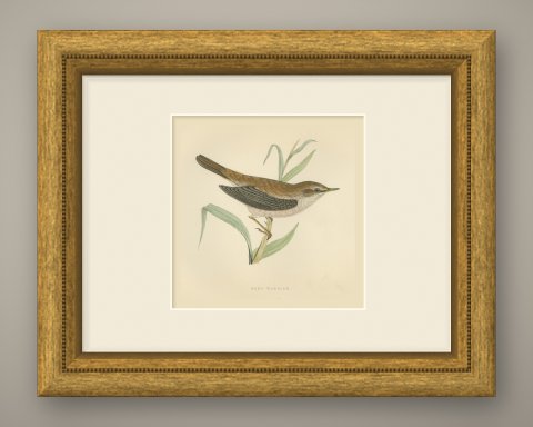 Reed Warbler Perched on a Reed, Hand Colored Bird Print by Morris, 1896, shown framed