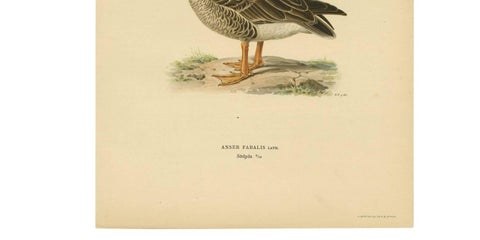 Antique Bird Print of a Taiga Bean Goose ‘Anser Fabalis’, 1917, view 2