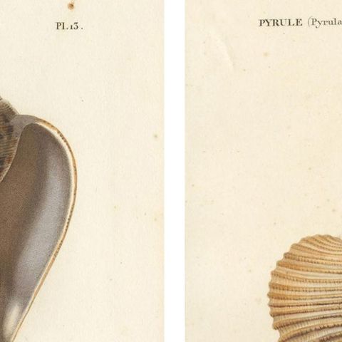Set of 2 Antique Pyrula Shell Prints by Kiener, 'circa 1840', close-up 1
