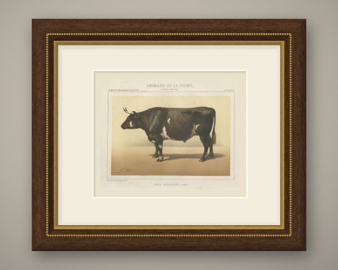 Normandy Ox, French Cattle Breed, Antique Chromolithograph by Borie, 1863, shown framed