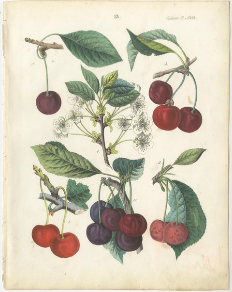 Antique Cherry Botanical Chromolithographs, Set of Four, Calwer 1854, view 2