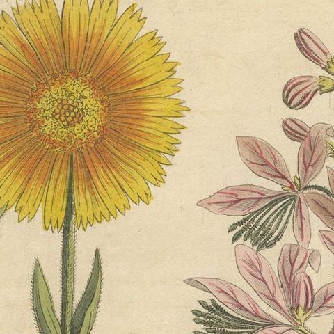 Antique Botanical Engraving, Yellow Flower & Pink Bladder Senna, Pflanzen CXXXV, close-up 1