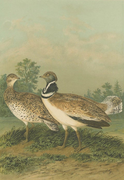 Little Bustards in 19th Century Landscape, Antique Ornithology Bird Print, close-up 4