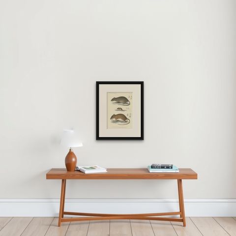 Antique Print of a Gerbil, Mouse and Rat, shown framed on a wall