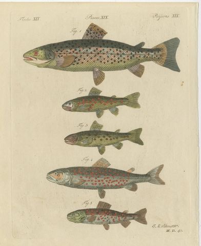 Five Trout with Salmon Trout and Alpine Char, Antique Bertuch Print, circa 1805
