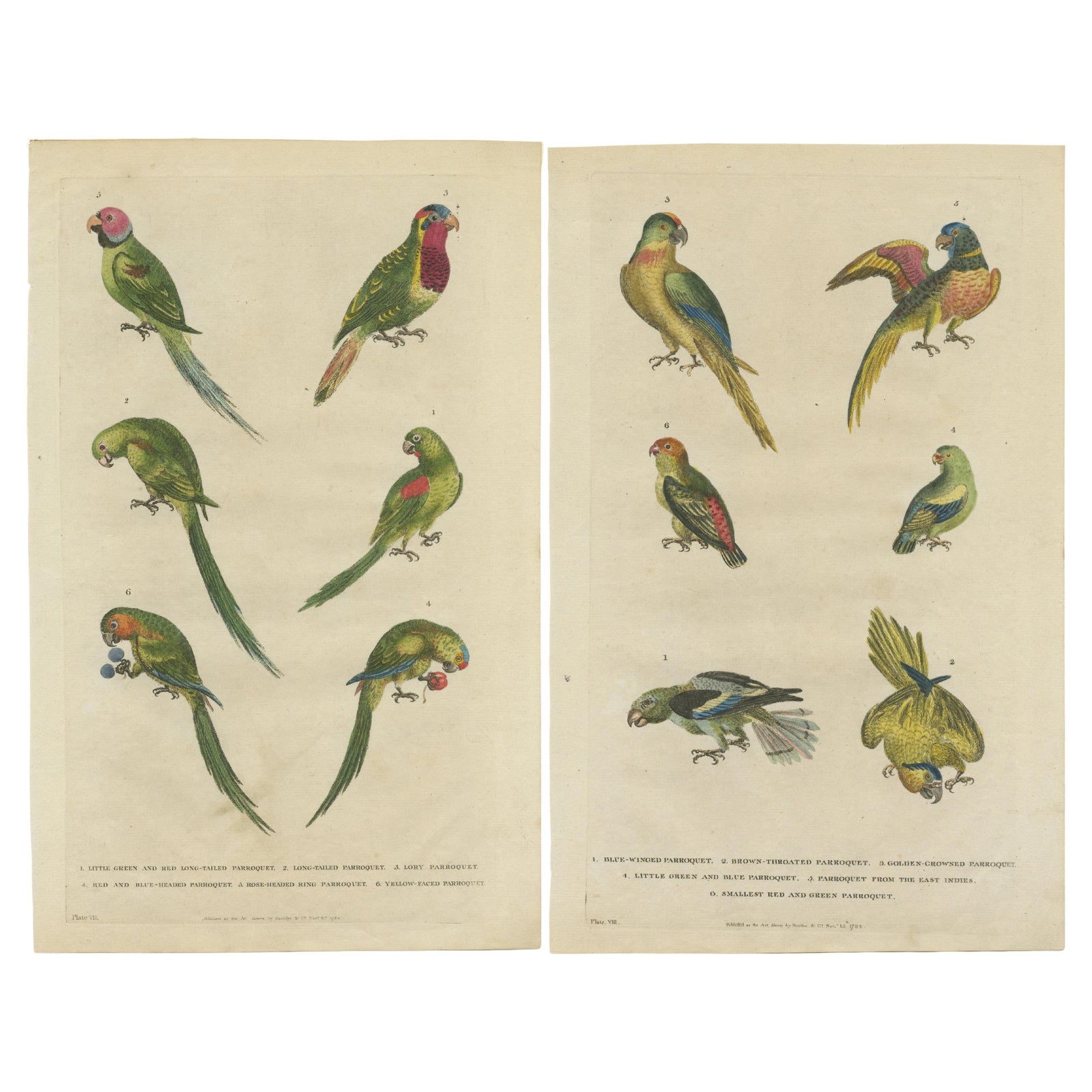 Set of 2 Hand Colored Antique Bird Prints of Parakeet Species, c.1785