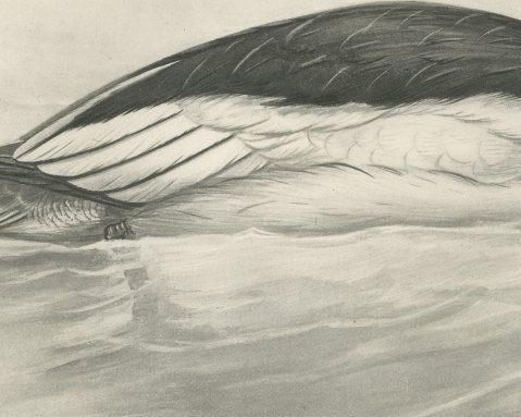 Goosander Drake Swimming, Plate CXCI after Lilian Medland, c. 1909, close-up 2