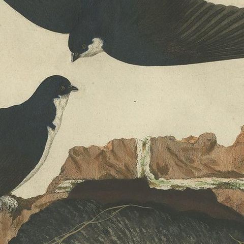 Antique Bird Print of the Barn Swallow by Sepp & Nozeman, 1770, close-up 1