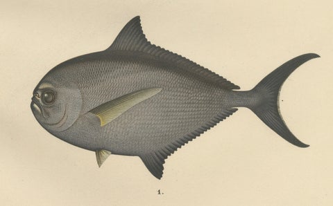 Ray’s Bream and Fourhorn Sculpin - Rare Scandinavian Fish Lithograph, 1895, close-up 3