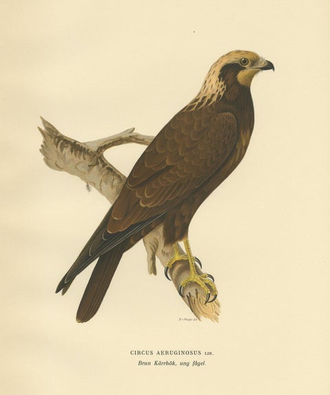 Original Antique Bird Print of the Western Marsh Harrier, 1929, view 3