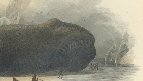 La Baleine Franche (Right Whale), Hand-Colored Engraving, 1840, close-up 3