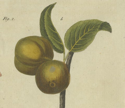 Blossoms and Fruits: Apple and Pear Trees Illustrated in an 1805 Engraving, close-up 2