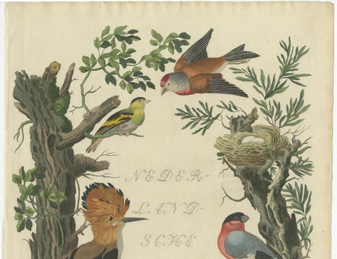 Rare Dutch Bird Print, Hoopoe, Bullfinch, Linnet and Quail, ca. 1770–1829, close-up 1