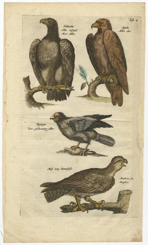 Original Antique Engraving of Various Birds of Prey, like Eagles & Harrier, 1657, view 2