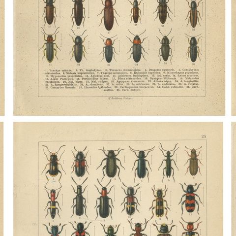 Antique Beetle Chromolithographs, European Coleoptera Plates, Calwer 1893, close-up 2