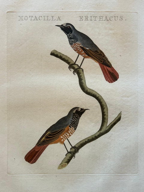 Motacilla Erithacus, Antique Common Redstart Print by Nozeman & Sepp, 1809, view 2