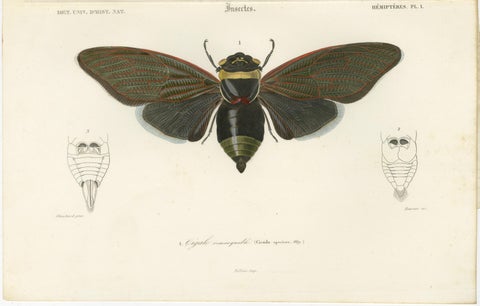 Set of 3 Antique Prints of a Lantern Fly, Cicada and the Eastern Dobsonfly, view 3