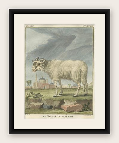 Rare Barbary Sheep Engraving, Hand-Coloured Buffon Amsterdam Edition, 1769, shown framed