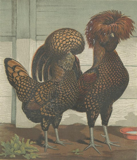 Antique Print of Golden Spangled Polish Chicken by Cassell (c.1880), close-up 2