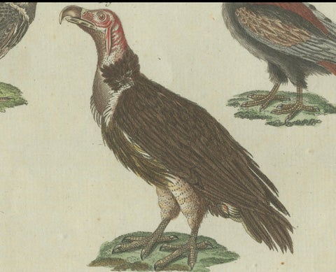 Majestic Scavengers: Hand-Colored Engraving of Vultures and Birds of Prey, 1805, close-up 3