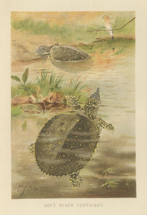Soft River Tortoises, Antique Reptile Natural History Print, c.1895, close-up 1