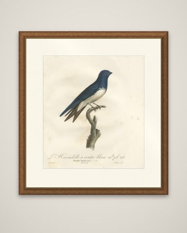 Large Antique Bird Print of a White Bellied Caribbean Martin, circa 1807, shown framed