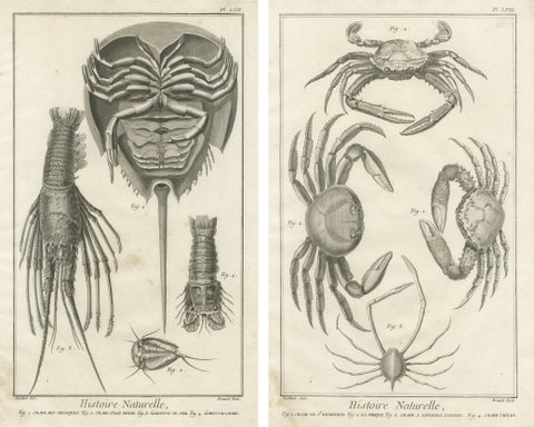 Pair of Antique Engravings of Crabs - Diderot & d’Alembert’s Encyclopédie, 1770, view 4