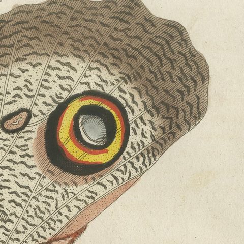 Owl Butterfly from Suriname, Antique Bertuch Print, Vienna, circa 1805, close-up 4