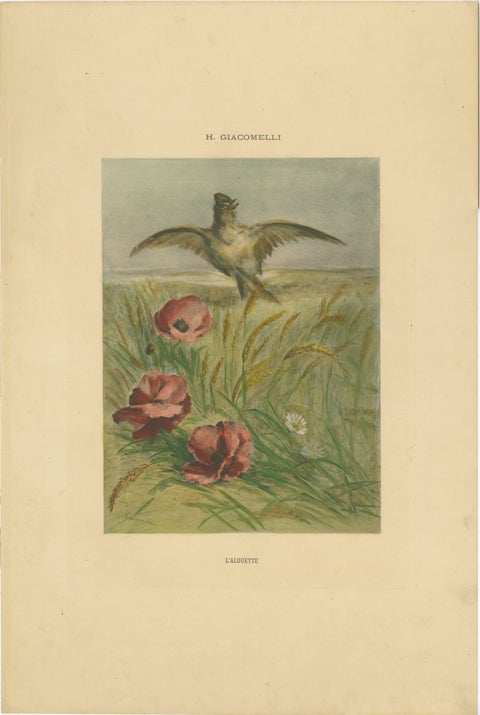 Lark Among Poppies - Exquisite Giacomelli Ornithological Print, Circa 1891, view 2