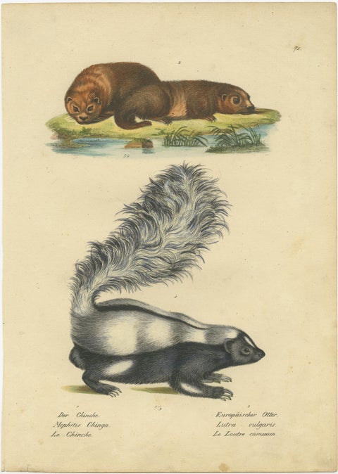 Antique Hand Colored Print of a Skunk and European Otter, view 2