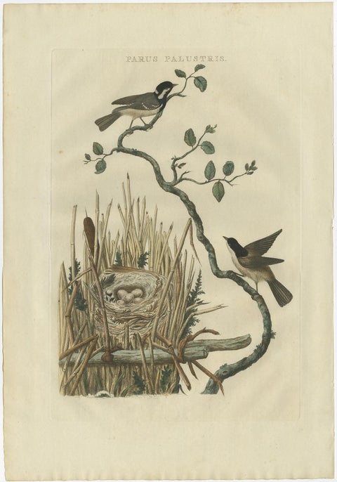 Original Hand-Colored Bird Print of the Marsh Tit with Nest and Eggs, 1770, view 2
