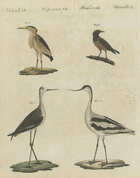 Antique Print of Various Birds Including the Little Bittern, close-up 5