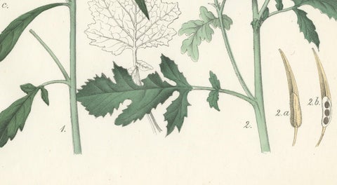 Hand-Colored Botanical Lithograph of Wild Mustard and Charlock, Calwer, 1854, close-up 1