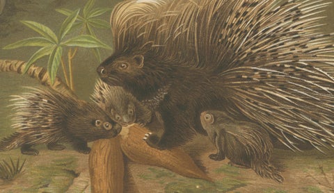 Crested Porcupine, Antique Wildlife Chromolithograph, Safari Style Art, 1894, close-up 3