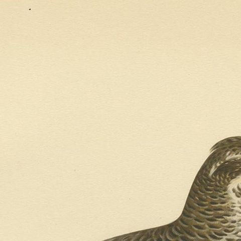 Antique Bird Print of the Hazel Grouse 'Female' by Von Wright '1929', close-up 1