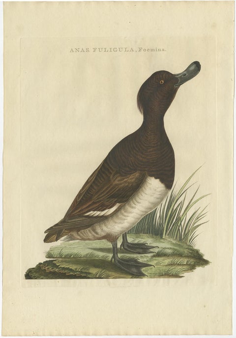 Female Tufted Duck Antique Bird Print by Sepp & Nozeman, circa 1797, view 2